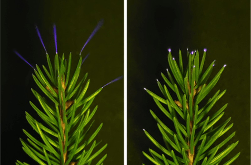 Caterpillars Use Secret Rhythm to Trick Ants Into Care - Image 5