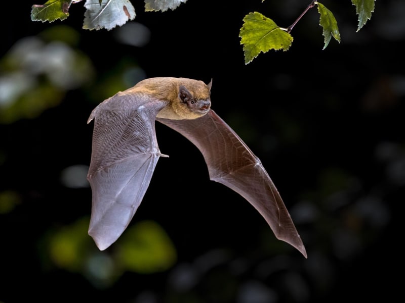 Bats Navigate Dense Forests Using Motion-Based Echolocation