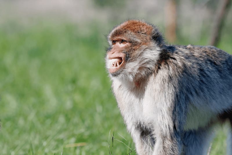 Monkeys Intentionally Control Facial Expressions, Groundbreaking Study Reveals