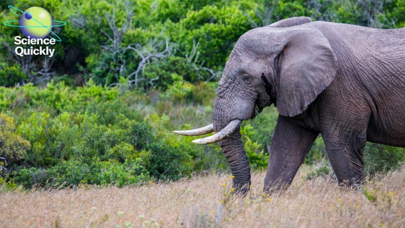 Teen's AI Detects Poacher Gunshots in Rainforests