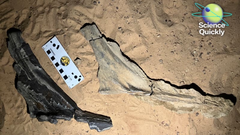 FDA Reverses Course on Moderna's mRNA Flu Vaccine - Image 2