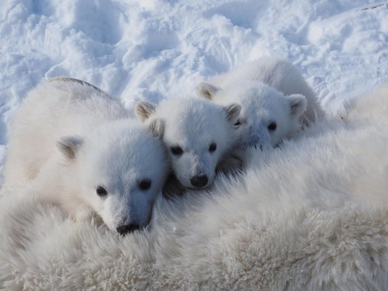 Svalbard Polar Bears Thriving Despite Melting Sea Ice - Image 4