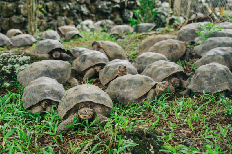 Extinct Galápagos Tortoise Returns Home After 180 Years - Image 3