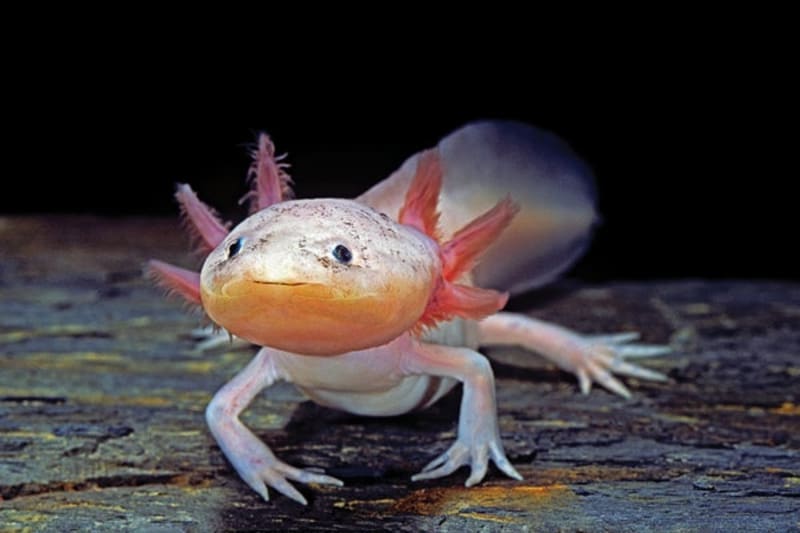 Axolotls Regrow Complex Immune Organ From Scratch - Image 2