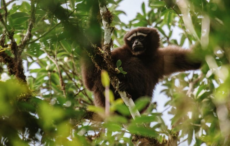 9 Animals That Put Human Romance to Shame - Image 4