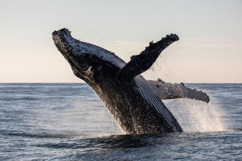 Scientists Find 77-Year-Old Humpback Whale Recording - Image 2