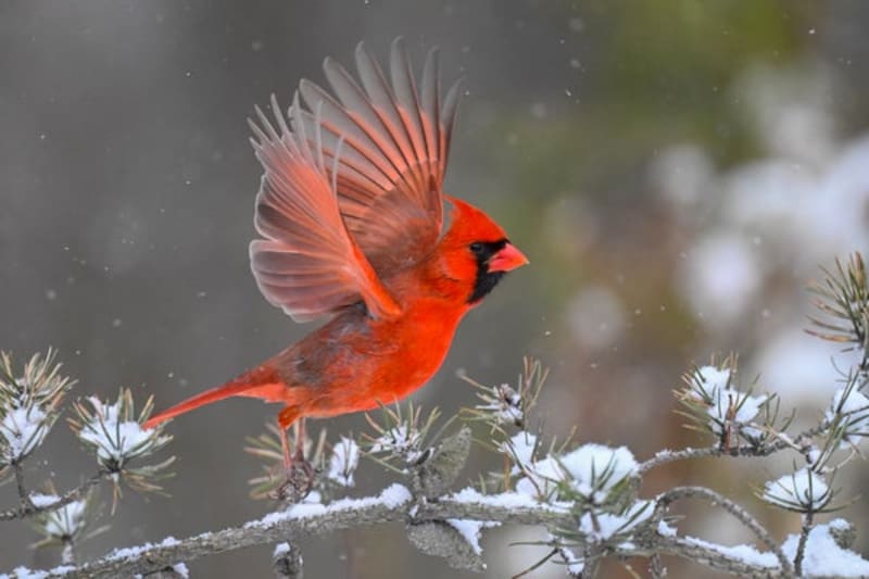 642,000 People Counted 7,920 Bird Species in One Weekend - Image 2