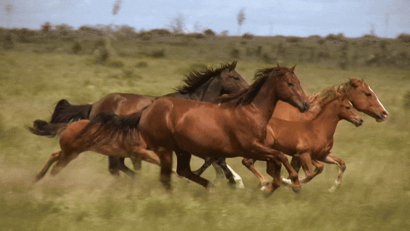 Year of the Horse: 5 Wild Facts That'll Surprise You