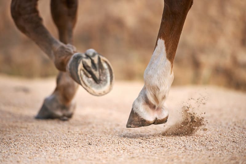 Year of the Horse: 5 Wild Facts That'll Surprise You - Image 3
