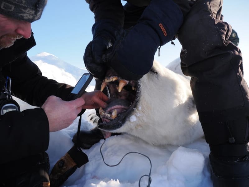 Svalbard Polar Bears Thriving Despite Melting Sea Ice - Image 3