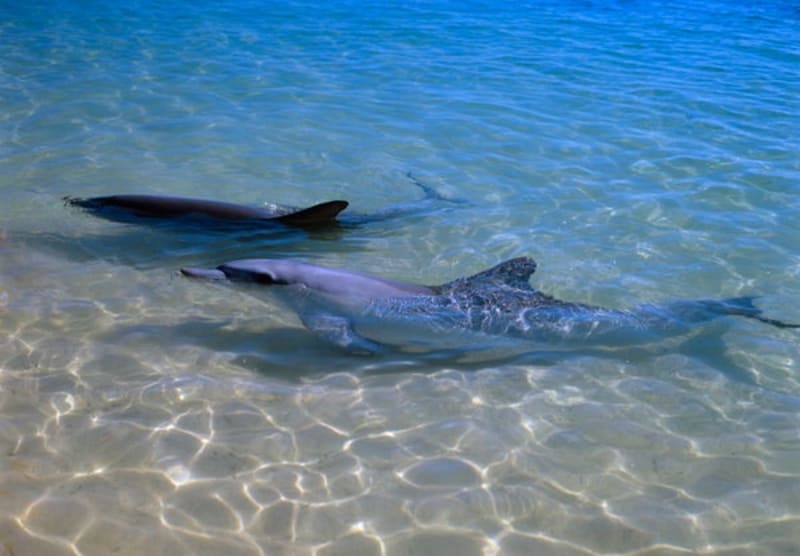 Dolphins with Strong Friendships Age Slower, Study Finds - Image 2