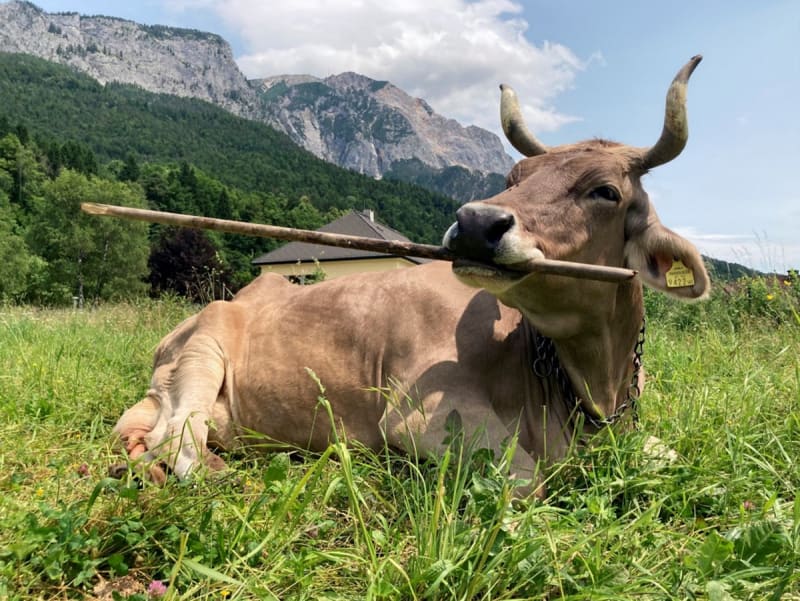 Veronika the Swiss Brown cow holding a deck brush in her mouth to scratch herself