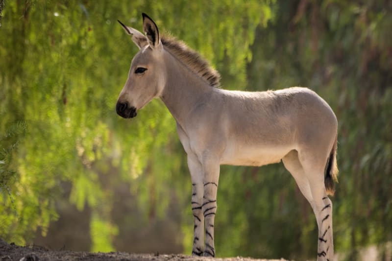 Year of the Horse: 5 Wild Facts That'll Surprise You - Image 4