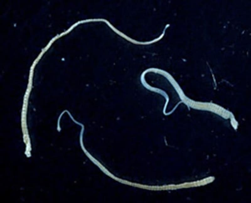 Daycare Babies Share Healthy Gut Bacteria Within Weeks - Image 4