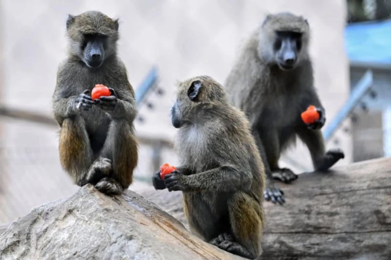Baby Baboons Get Jealous of Their Siblings, Study Finds - Image 2