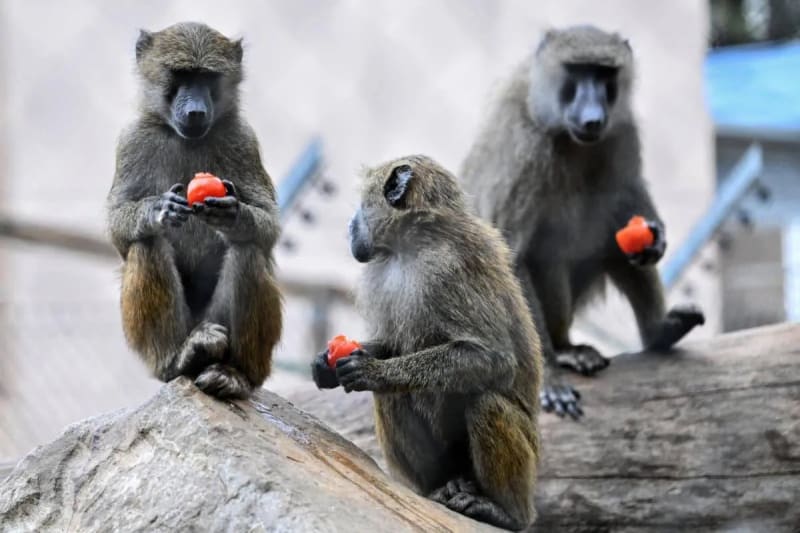 Baby Baboons Get Jealous of Their Siblings, Study Finds