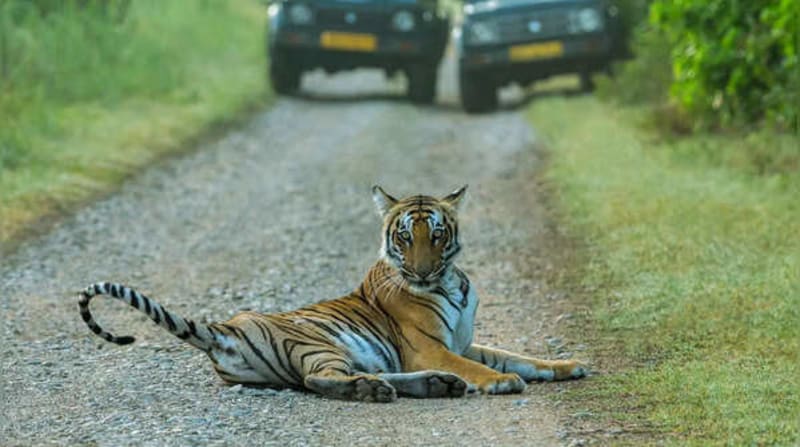 India's Dhikala Zone Offers Best Tiger Sightings in Wild