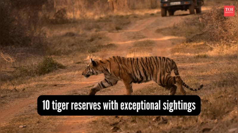 India's 10 Best Tiger Reserves Show Conservation Win - Image 2
