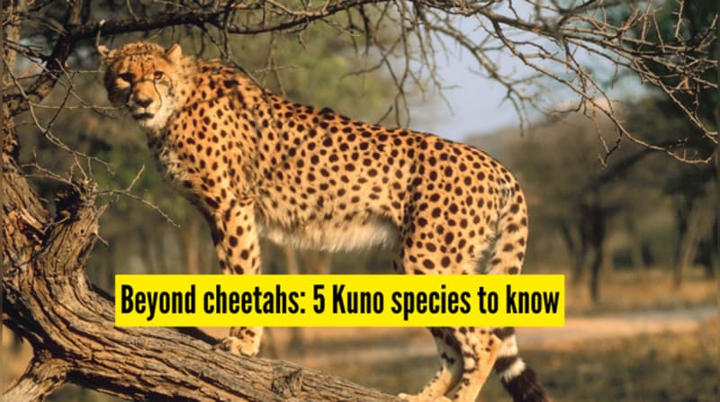 India's Kuno Park Shelters 5 Thriving Species Beyond Cheetahs - Image 2