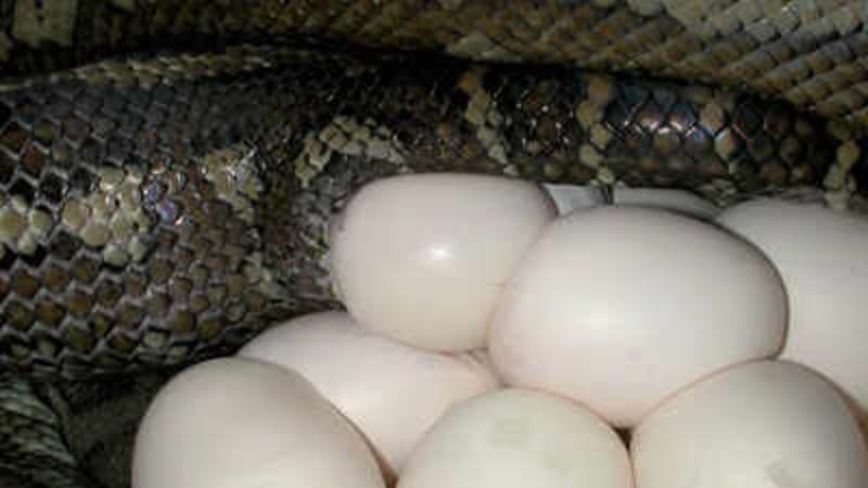 Your Garden's Hidden Wonders: A Gentle Guide to Discovering Snake Eggs