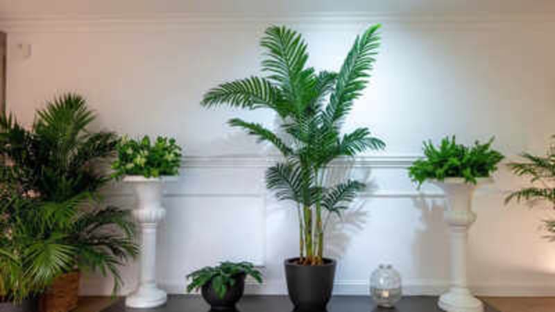 7 Plants That Naturally Freshen Your Bathroom Air