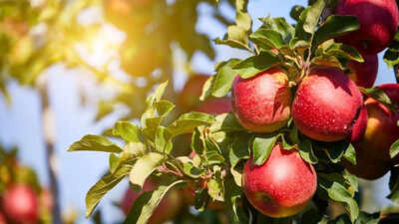 Apple tree branches covered in artificial ice from sprinkler system in Himachal Pradesh orchard