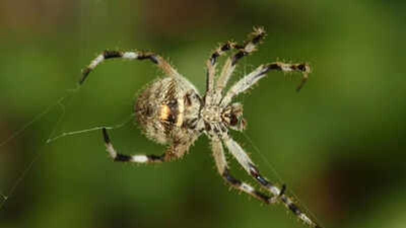 Madagascar Spider Spins Silk 10X Stronger Than Steel - Image 2