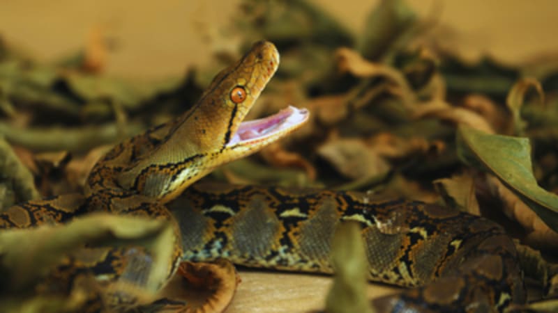 West African Temple Lets Pythons Roam Free at Night - Image 2