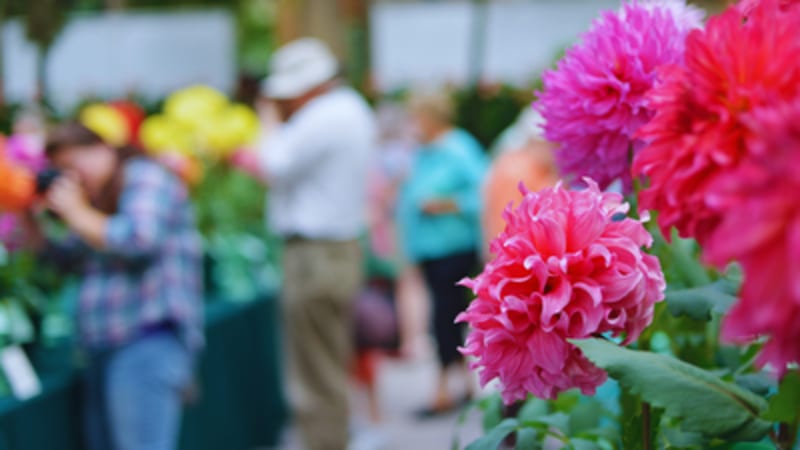 Noida Hosts Free Flower Festival Feb 19-22 - Image 2