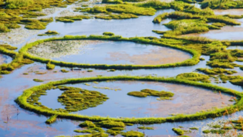 World's Only Floating National Park Saves Dancing Deer - Image 3