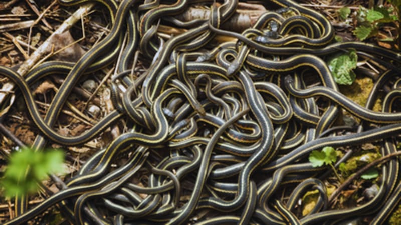 100,000 Snakes Saved by Highway Tunnels in Canada - Image 3