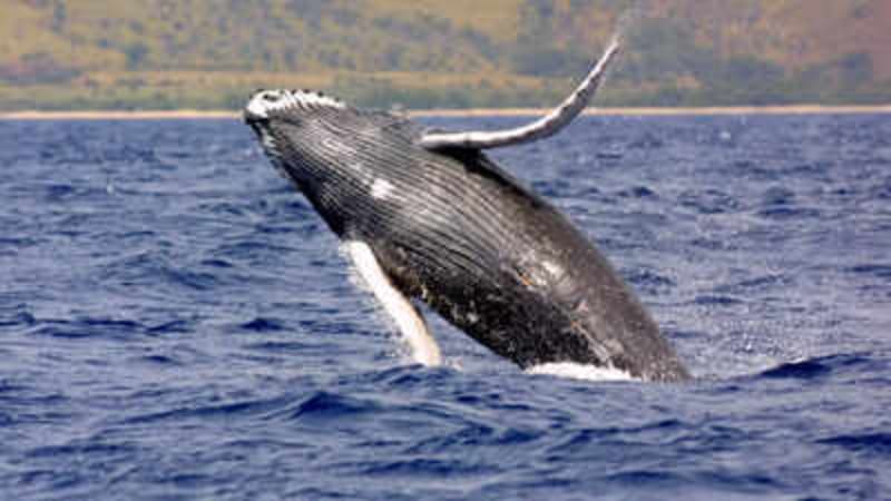 Humpback Whales Travel 5,000 Miles, Stage Ocean Shows - Image 3