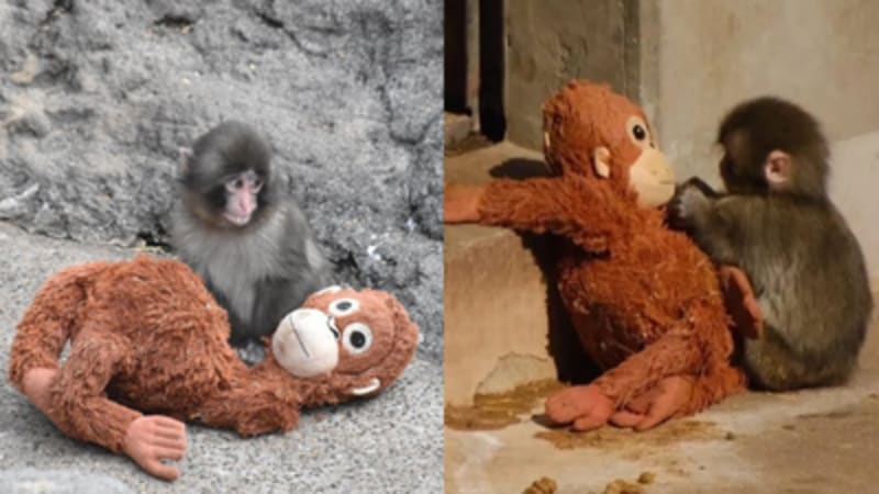 Orphaned Macaque Finds Comfort in Stuffed Orangutan Toy - Image 2