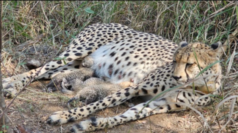 India's Cheetah Population Hits 38 with New Cubs at Kuno - Image 3