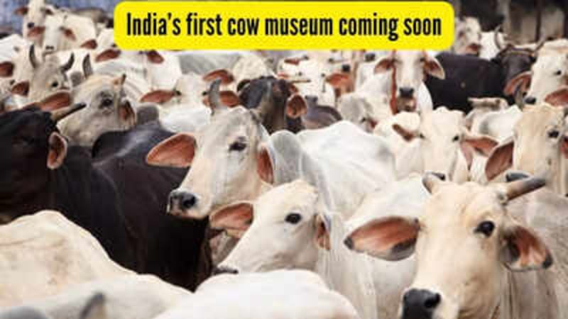 India's First Cow Culture Museum Opens in Mathura - Image 2