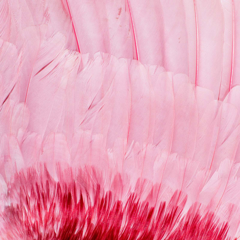 Tiny 'Super Feather' Could Revolutionize Drone Technology - Image 5