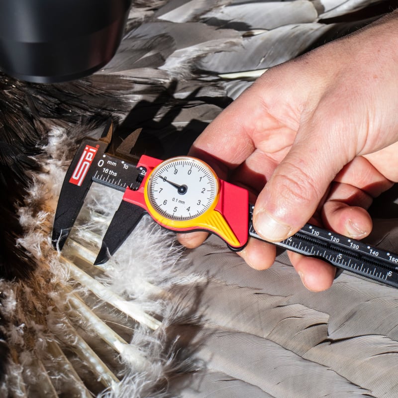 Tiny 'Super Feather' Could Revolutionize Drone Technology - Image 4