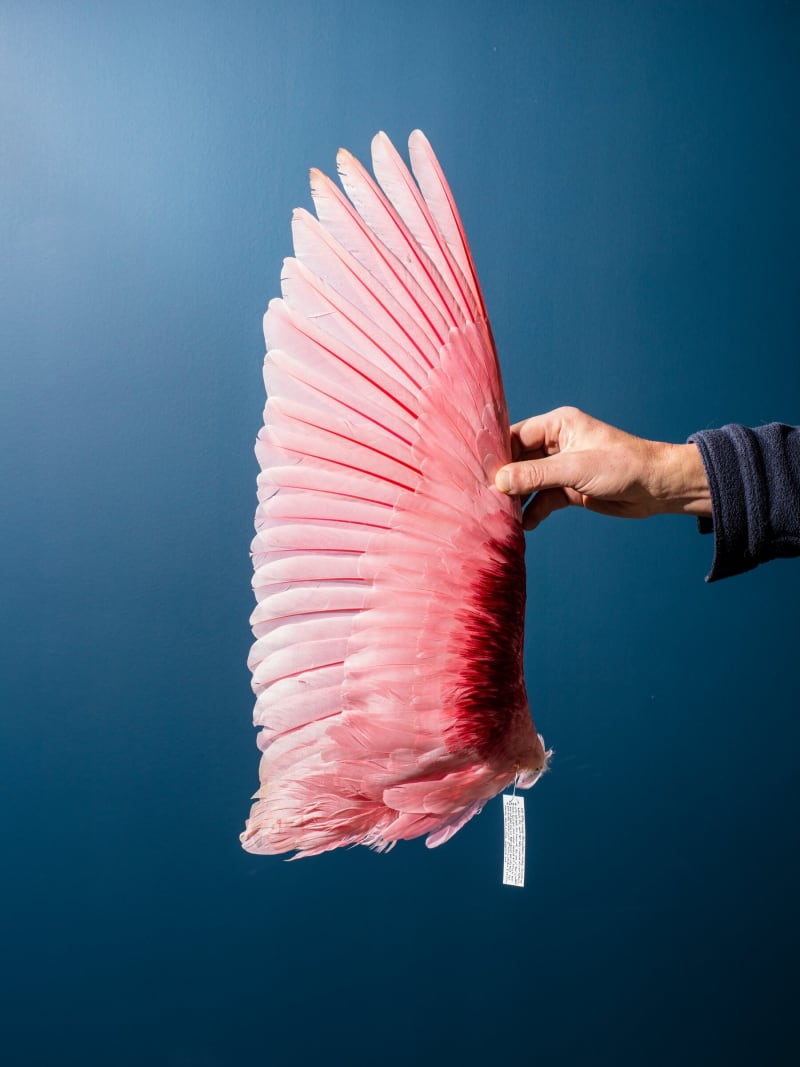 Tiny 'Super Feather' Could Revolutionize Drone Technology - Image 3