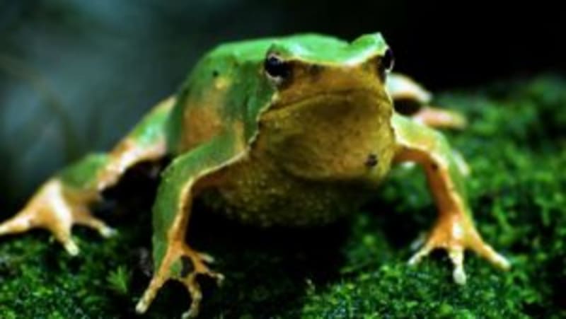 Scientists Find Hope for Darwin's Frog Facing Extinction - Image 2