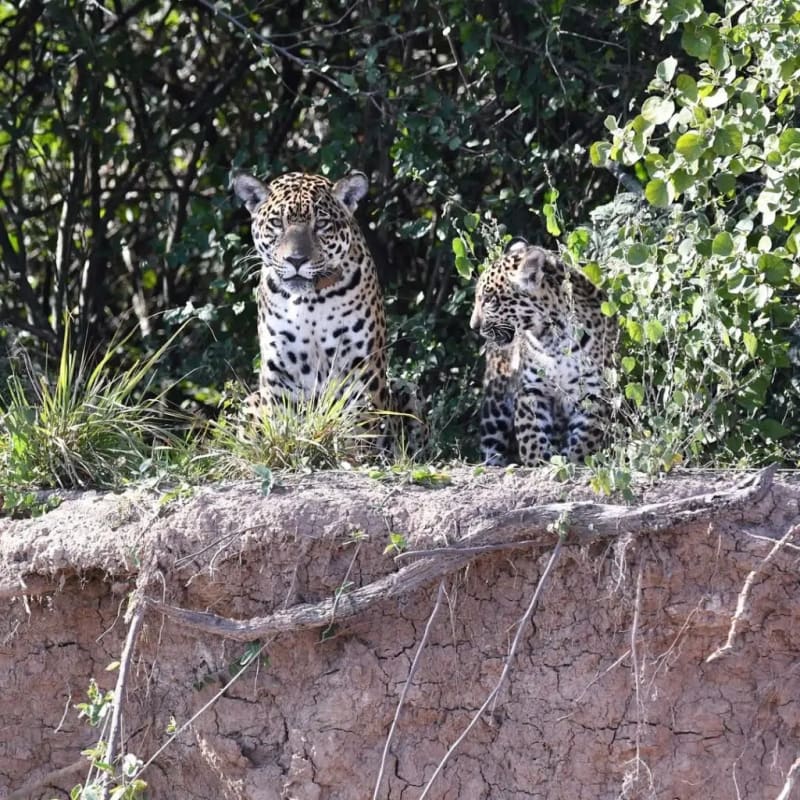 Second Wild Jaguar Cub Born in Argentina Park