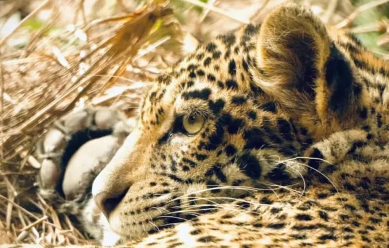 Second Wild Jaguar Cub Born in Argentina Park - Image 2