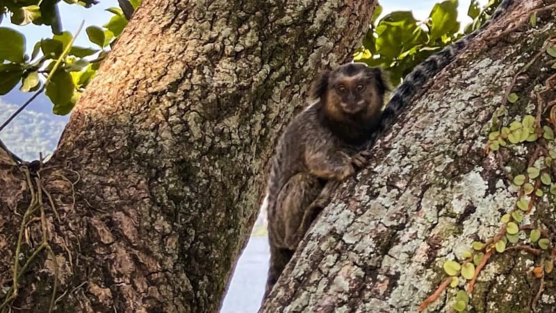 Four Gray Titi Monkeys Return to Colombia's Wild - Image 2