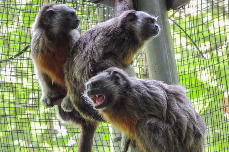 Four Gray Titi Monkeys Return to Colombia's Wild