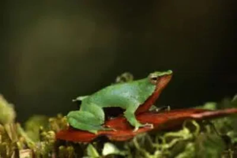Scientists Find Hope for Darwin's Frog Facing Extinction - Image 3