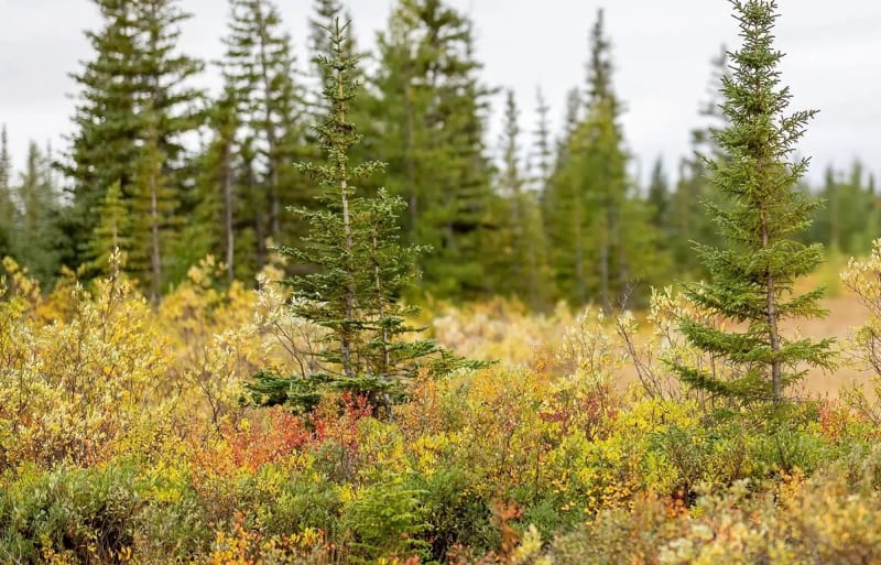 Canada's Reforestation Plan Could Capture 19.4 Gigatons CO2