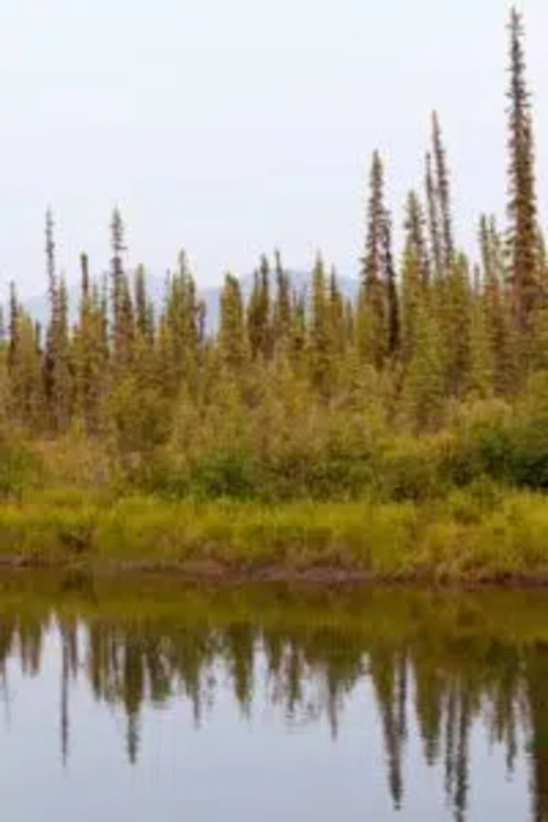 Canada's Reforestation Plan Could Capture 19.4 Gigatons CO2 - Image 3
