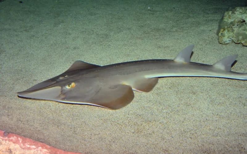 Documentary Saves Guitarfish From Argentina Fishing Contest - Image 3