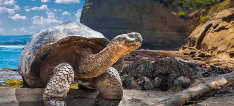 150,000 Goats Removed to Save Galápagos Giant Tortoises