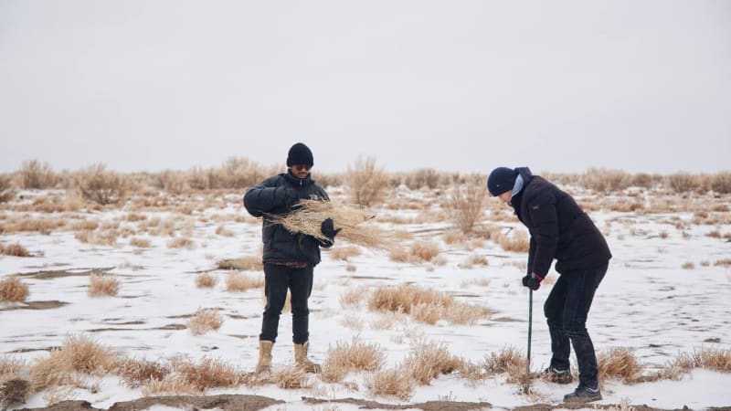 90,000 Trees Tackle Toxic Dust in Aral Sea Desert