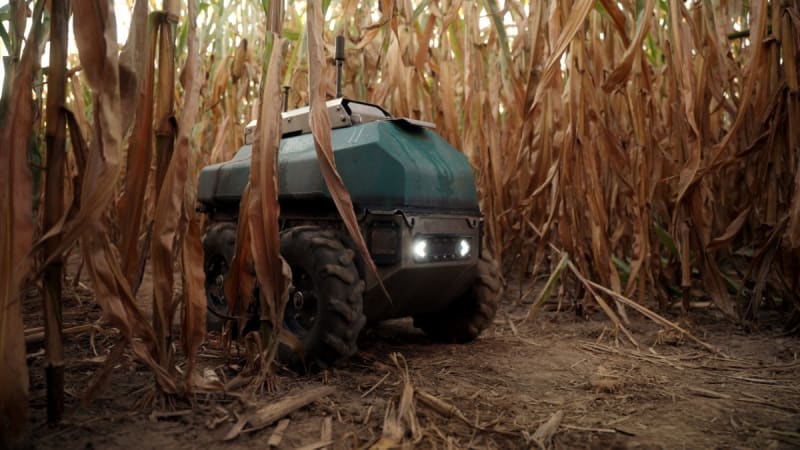 Lightweight solar-powered autonomous robot delivering fertilizer to tall green corn plants in Canadian field